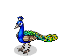 Pfau
