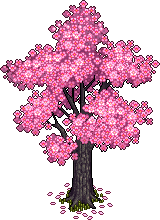 Kirschbaum