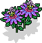 Lila Passionsblume