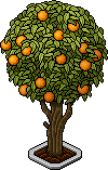 Orangenbaum