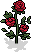 Gartenrosen