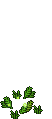 Glühwürmchen