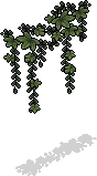 Kriechendes Efeu