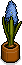 Blaue Hyacinte
