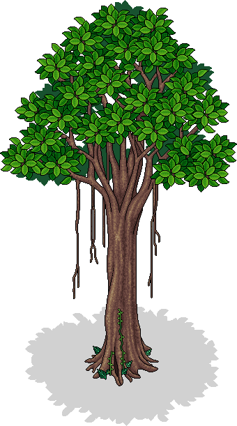 Indischer Feigenbaum