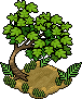 Schildkrötenbaum