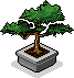 Bonsai-Baum